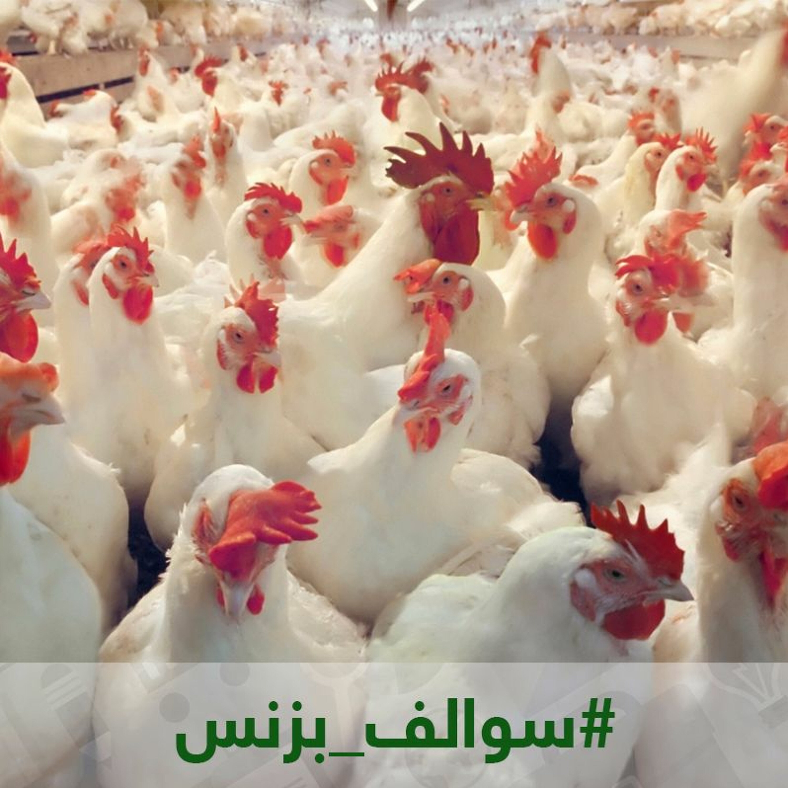 سالفة المقاولات والدجاج والمخابز episode artwork