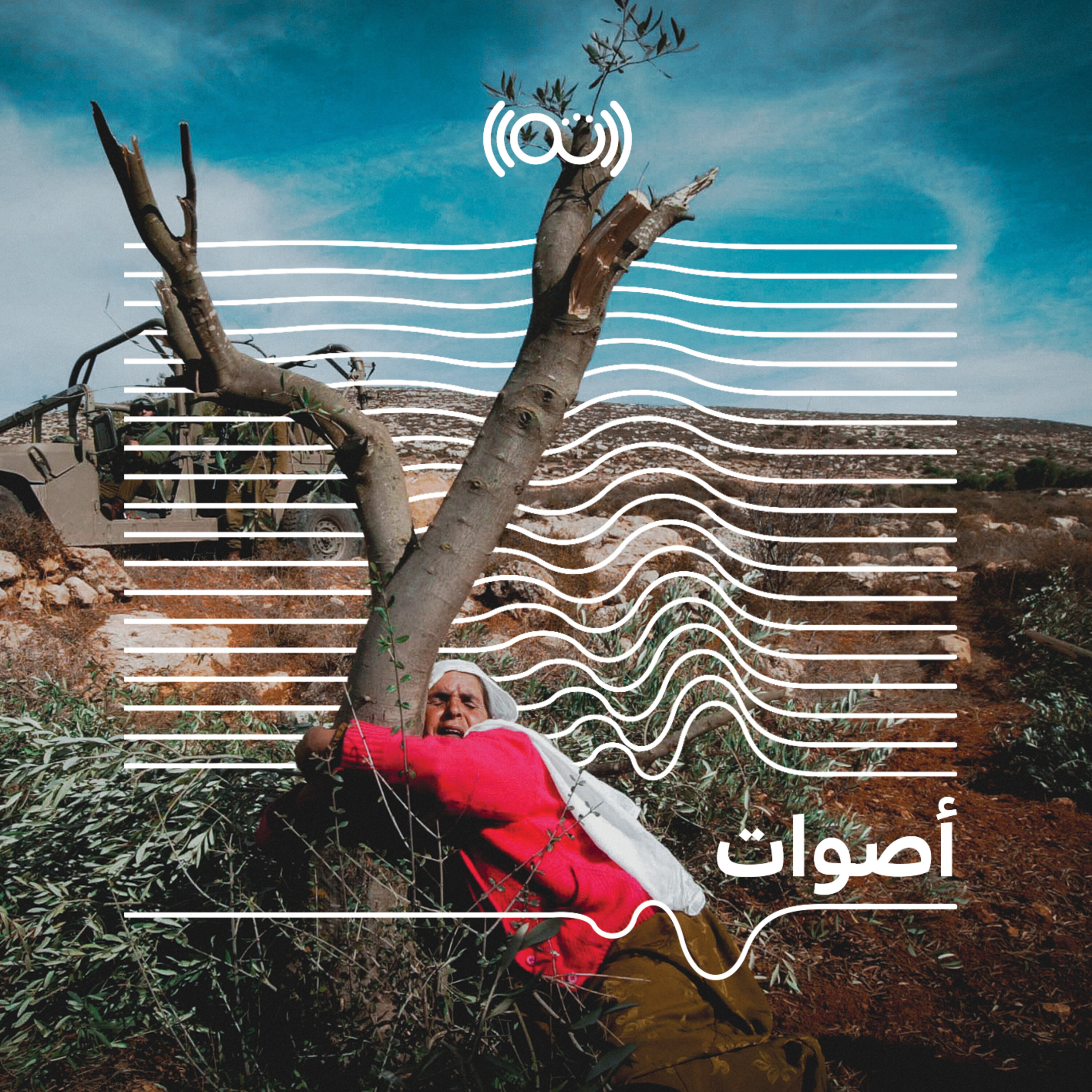 موسم الزيتون